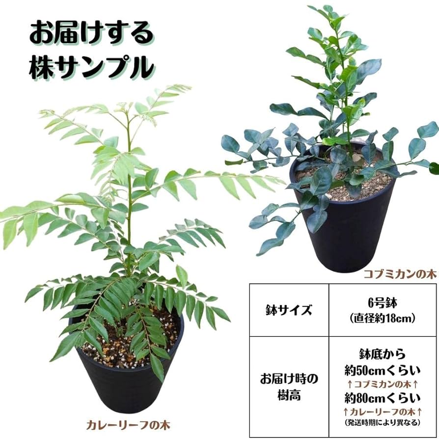 こぶみかん.カレーリーフ５点セット こぶみかん.カレーリーフ5点セット エスニックライムリーフ 3g
